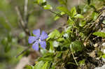 Common periwinkle